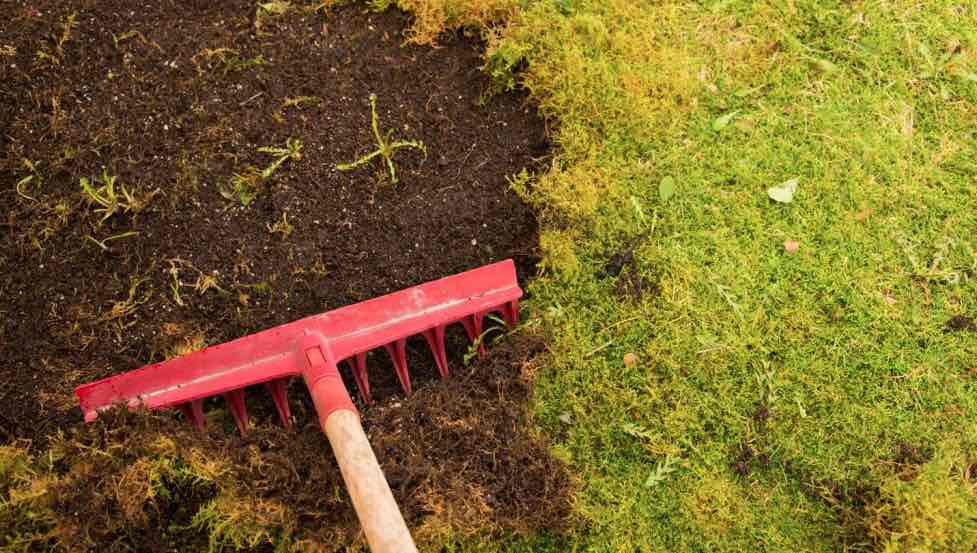 Bli Kvitt Mose på Plenen: En Komplett Guide