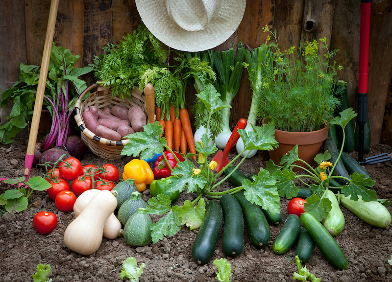 Grønnsaker og salat som du kan dyrke i juli og august